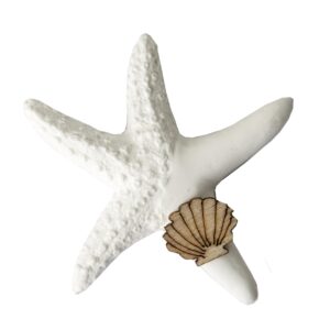 08654 GESSO STELLA CONCHIGLIA CM 5 36/720