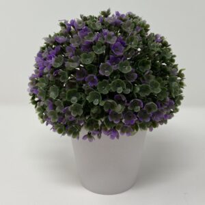 Pianta buxus ass.