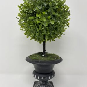 Pianta buxus bosso a sfera g.