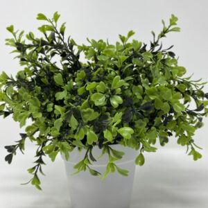 Pianta buxus