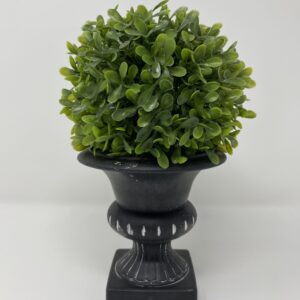 Pianta buxus bosso a sfera p.