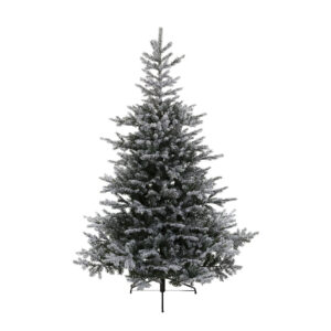 Snowy Grandis Fir 180CM
