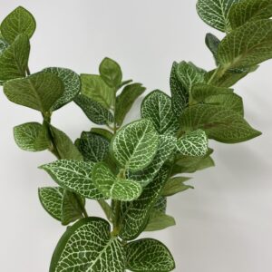 Bush fittonia variegata