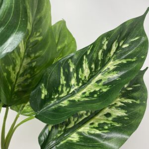 Bush foglie rubber