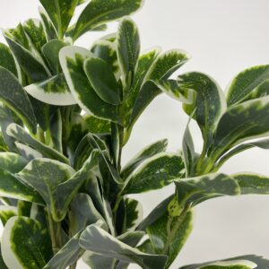 Bush schefflerea variegata
