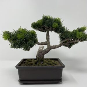 Bonsai