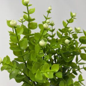 Eucalyptus  fruit