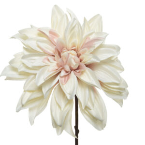 Dahlia Cream